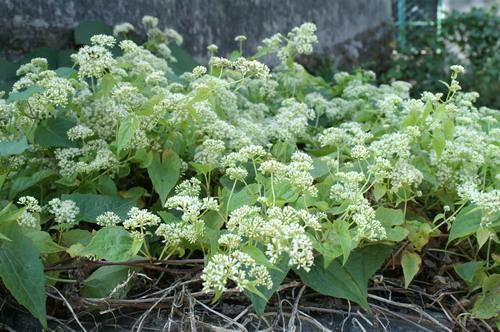 薇甘菊是外來入侵植物嗎(解讀薇甘菊的危害及其治理方案)-專在家創業網