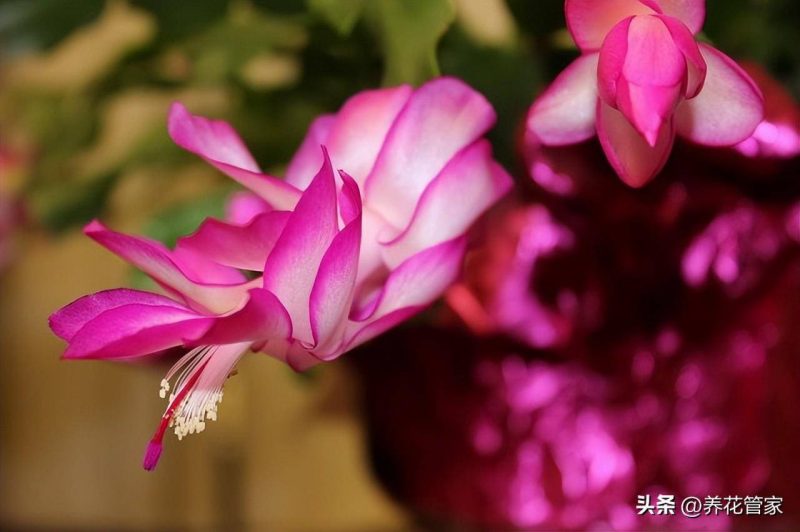 十二月份開(kāi)什么花(關(guān)于十二月的代表花卉介紹)-1