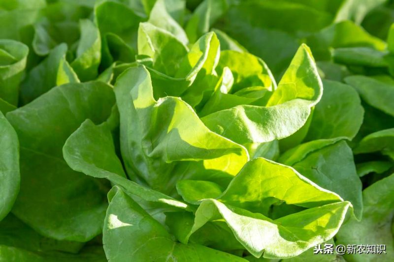 有機蔬菜種植需要什么條件(有機蔬菜種植技術與管理方案)-專在家創業網