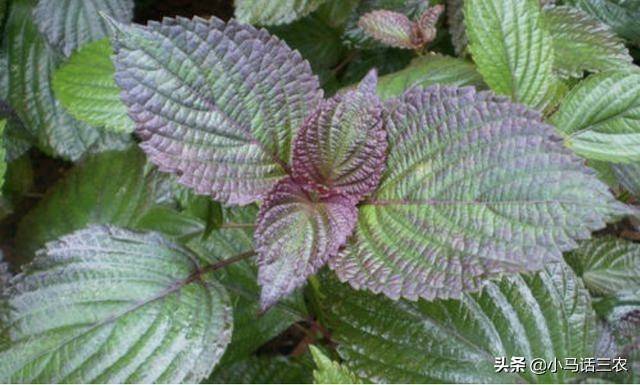 紫蘇一年四季都能種嗎?紫蘇的種植方法-專在家創業網