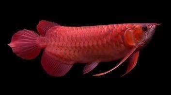 熱帶魚水溫多少合適?關于養熱帶魚的方法與技巧-專在家創業網