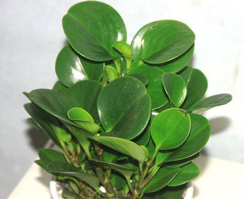 小家碧玉的養(yǎng)殖方法和注意事項-1 小家碧玉的養(yǎng)殖方法和注意事項-1