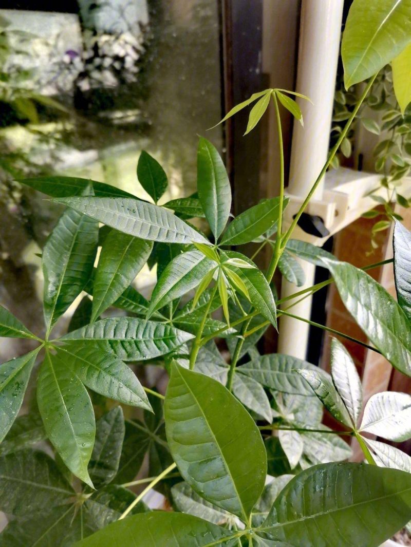 發財樹的養護方法-1