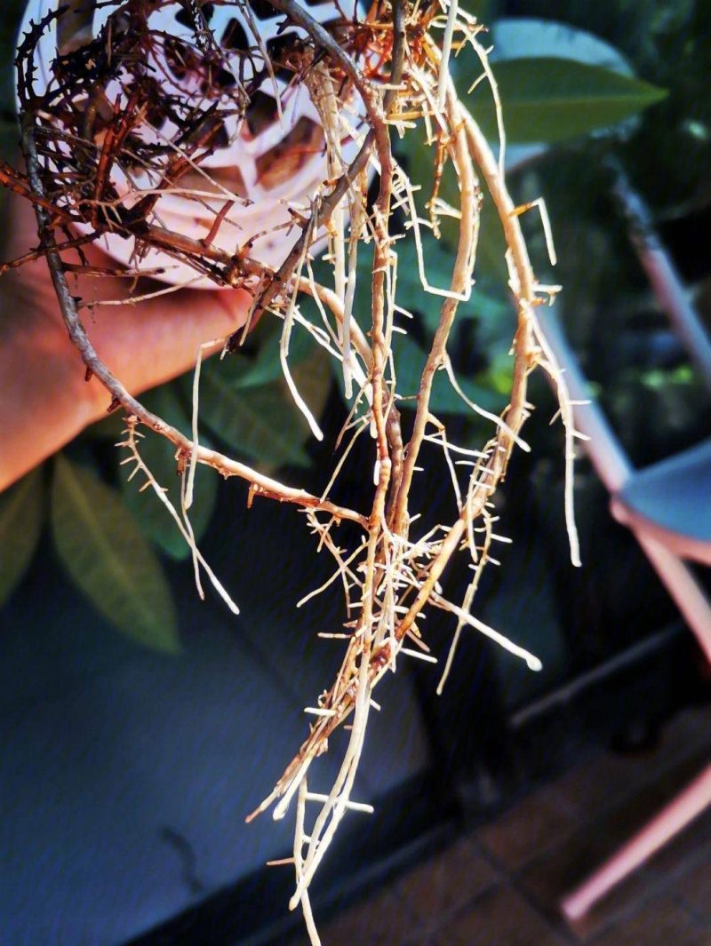 發財樹的養護方法-1