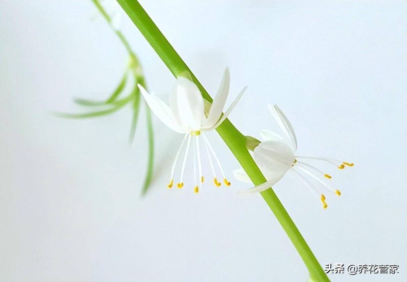 吊蘭葉子發黃怎么辦-專在家創業網