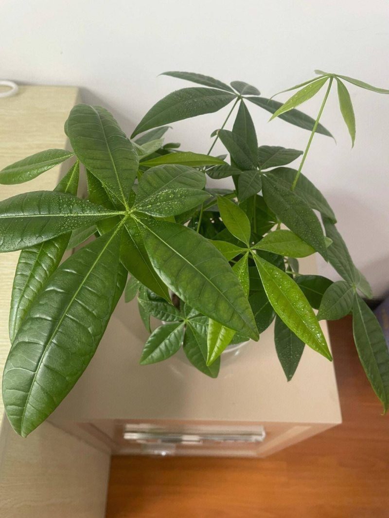 發財樹的養護方法-專在家創業網