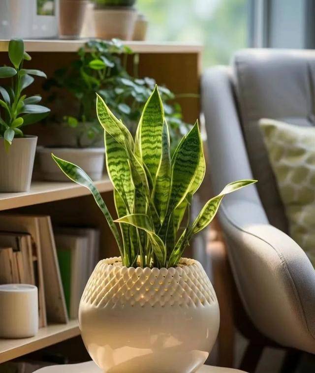 吸收甲醛的室內植物排名-1 吸收甲醛的室內植物排名-1