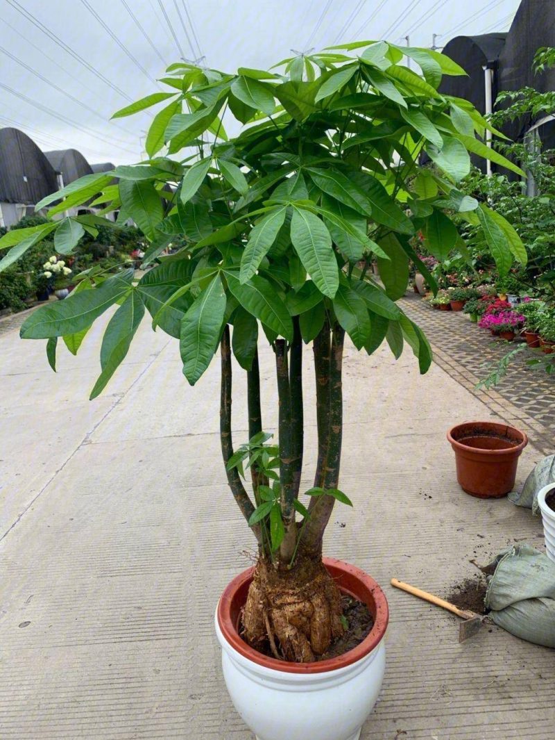 發財樹的養護方法-1