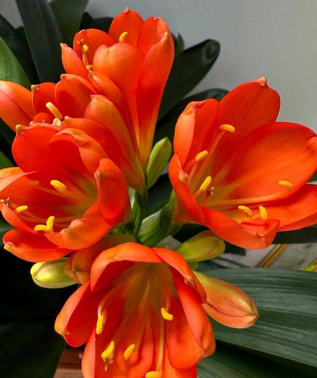 吸收甲醛的室內植物排名-1 吸收甲醛的室內植物排名-1