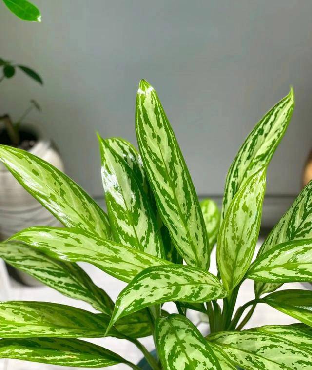 吸收甲醛的室內植物排名-1 吸收甲醛的室內植物排名-1