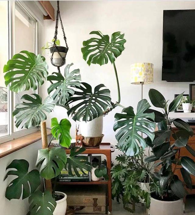 吸收甲醛的室內植物排名-1 吸收甲醛的室內植物排名-1