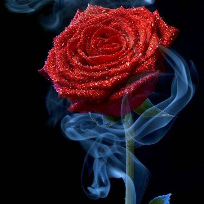 五十朵玫瑰花代表什么-專在家創業網