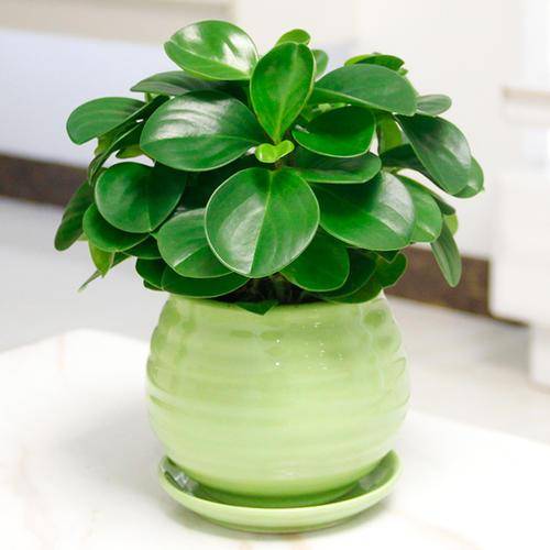 小家碧玉的養(yǎng)殖方法和注意事項-1 小家碧玉的養(yǎng)殖方法和注意事項-1