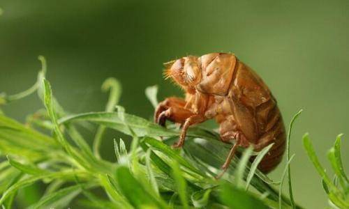 知了金蟬養殖技術-專在家創業網