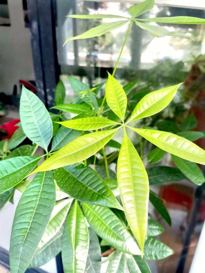 發財樹的養護方法-1