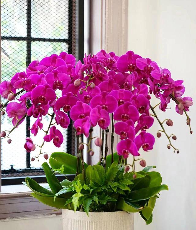 吸收甲醛的室內植物排名-1 吸收甲醛的室內植物排名-1