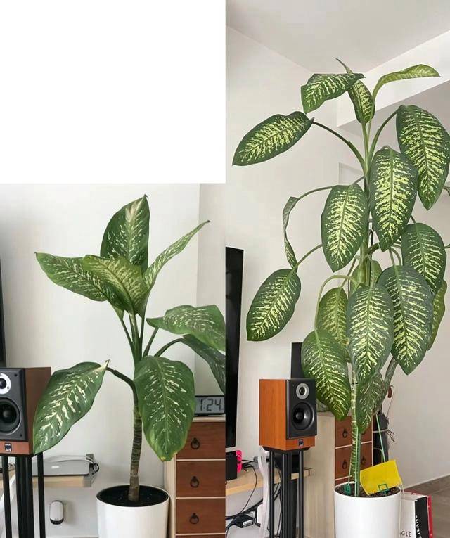 吸收甲醛的室內植物排名-1 吸收甲醛的室內植物排名-1