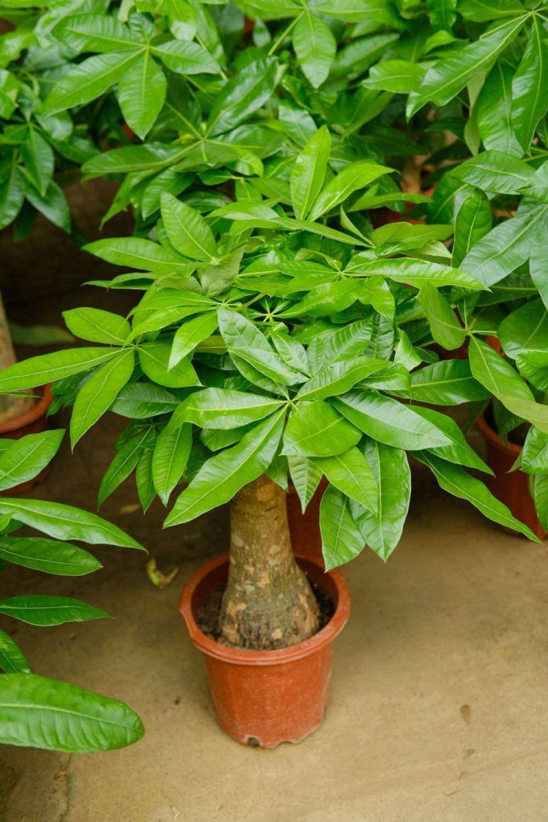 發財樹的養護方法-1