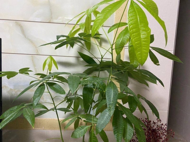 發財樹的養護方法-1