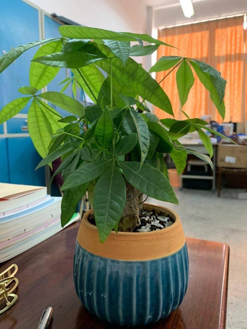 發財樹的養護方法-1