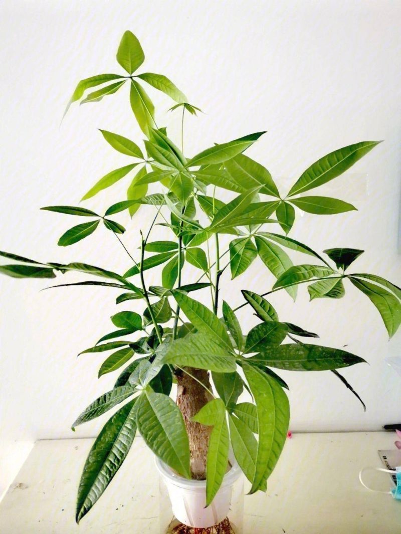 發財樹的養護方法-1