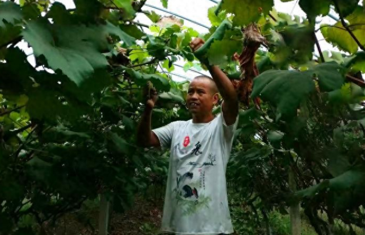 殘疾人回鄉(xiāng)創(chuàng)業(yè)建起生態(tài)葡萄園,綠色水果送到市民餐桌-專在家創(chuàng)業(yè)網(wǎng)