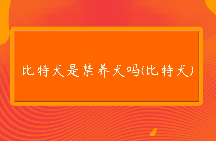 比特犬是禁養(yǎng)犬嗎(比特犬)