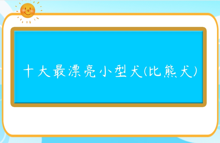 十大最漂亮小型犬(比熊犬)